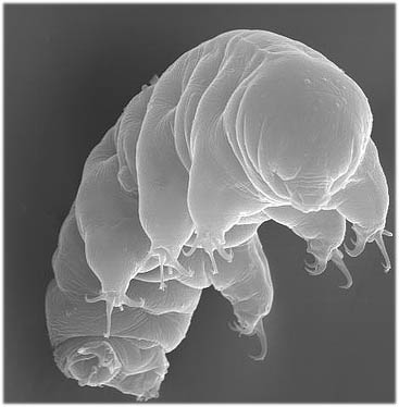 Water Bears Can Even Survive Unprotected In Space